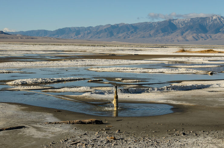 Owens Valley Flora - OVC Web